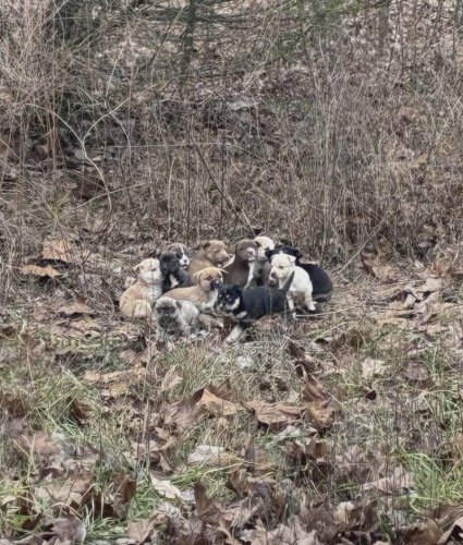 Mail carrier calls for help when she spots 16 'skinny' babies alone in woods