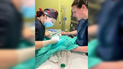 Shelter sees new first: Bearded dragon surgery