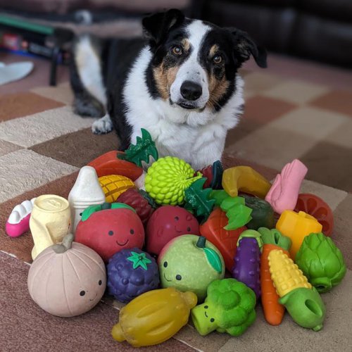 Top dogs: Eavesdropping 'genius' pups are learning new words
