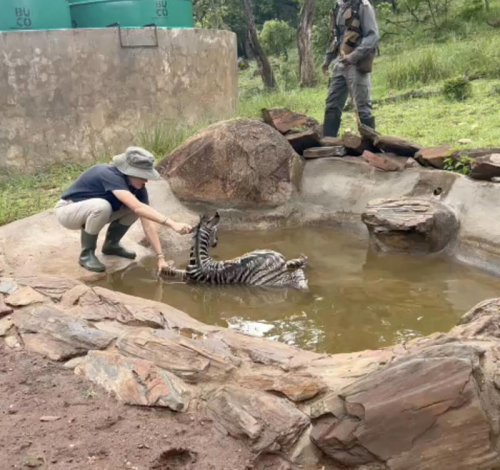 Ranger discovers newborn wild baby fighting for his life in a dam