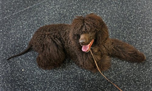 Top 5+ rare spaniel breeds you probably haven't heard of
