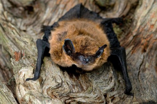 Expert reveals how to attract bats into your garden and its importance