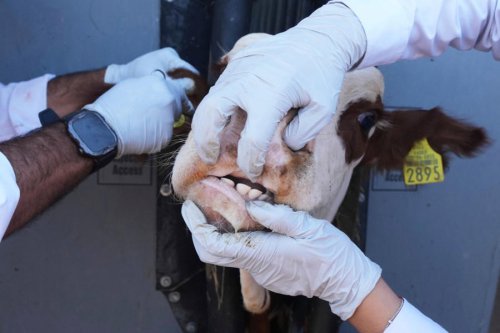 Mexican border state reports 1st case of New World screwworm