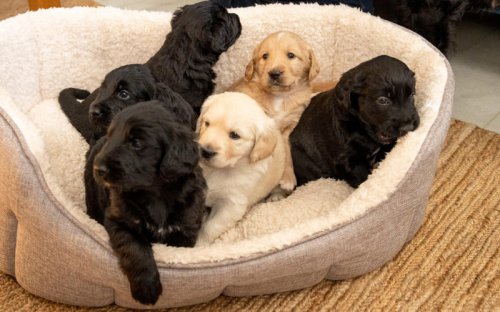 Labradoodle puppies to become first allergy-free assistance dogs