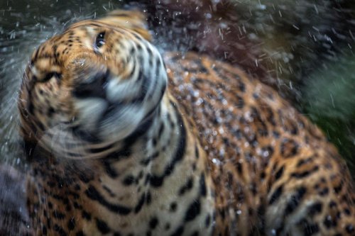 Live music, big cats, cocktails, and conservation await on zoo nights