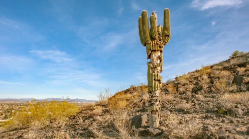 A historic Arizona mountain town brims with quirky charm among pines and saguaros