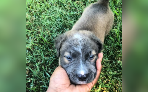 Pit bull born with "mutated hair gene"&mdash;nothing prepares owner for results