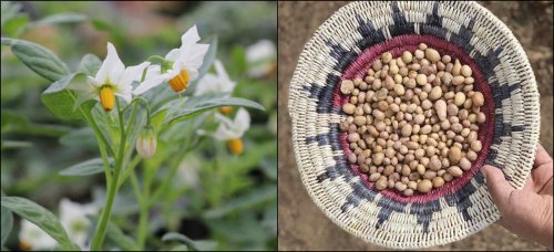 A wild potato that changed the story of agriculture in the American Southwest