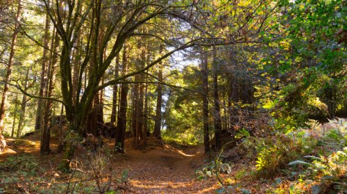 Just outside Santa Cruz is California's hiking and biking haven hidden among soaring redwoods