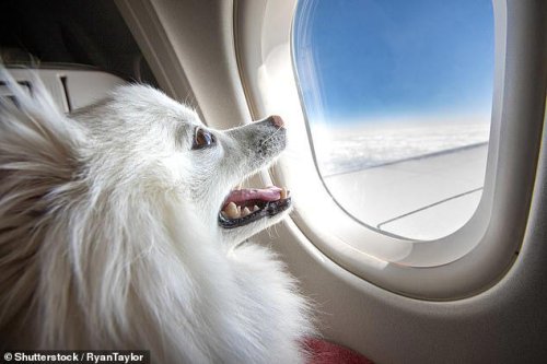 All the airlines that allow pets onboard in the cabin - and what to feed them before take-off