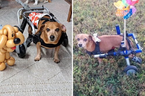 Chiweenie 'doesn&rsquo;t know' he&rsquo;s disabled&mdash;shows what determination looks like