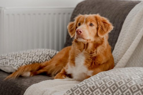 Want a golden retriever personality without the size? Try these breeds