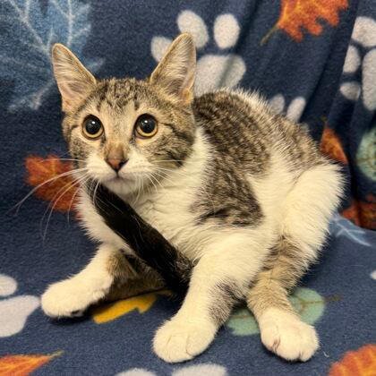 Pet of the week: Meet Daisy Mae, Sassafras and Huckleberry!