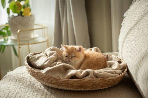 Top 8+ clever uses for old towels you&rsquo;ll wish you knew sooner