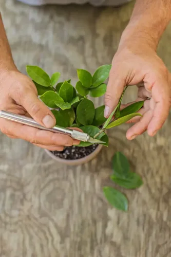 4 easy ways to propagate your favourite plants
