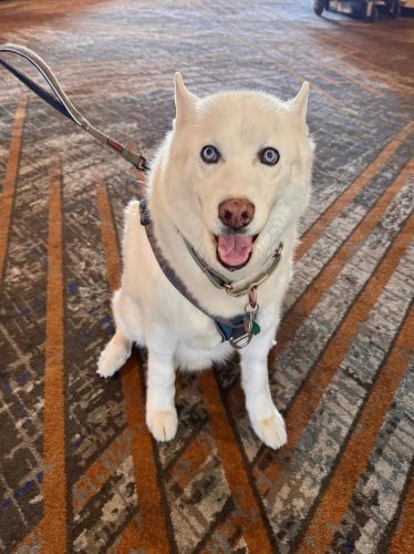 Nashville hotels fill with freezing locals, delighted dogs amid power outages