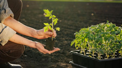 Sunflowers, Pumpkin and squash, Beans, Lupines, Snow peas, Corn, Cucumbers, Beets, Carrots, Radishes, Zinnia, Taproot herbs, Melon, Cosmos, Nasturtium, Think twice before buying these 15 plants as seedlings
