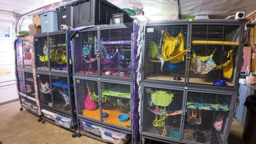 After quitting six‑figure job, Mass. woman built a haven for these small, exotic animals