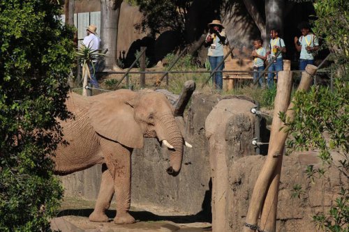 So close you can see elephant eyelashes? Welcome to San Diego's Elephant Valley