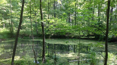 Situated between Indy and Bloomington is Indiana's overlooked forest with scenic lakes, camping, and trails