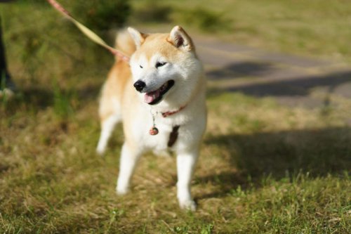 These loyal dog breeds will always stand by your side