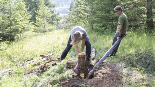 The fastest way to remove an old tree stump in your yard