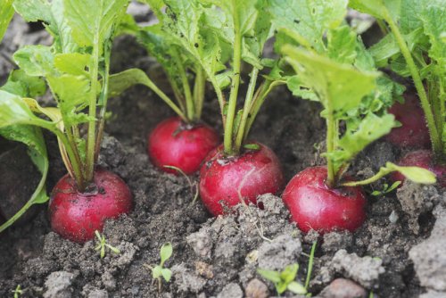 Top 7+ vegetables you can plant in February for an early harvest