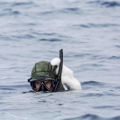 Diver feels 'touch' on his shoulder and realizes a baby bird is cuddling him
