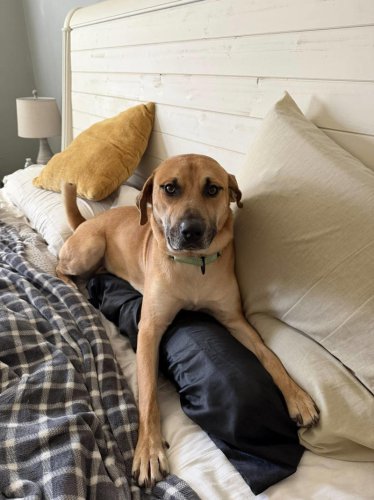 Shelter dog can't stop smiling when he realizes he's finally being chosen