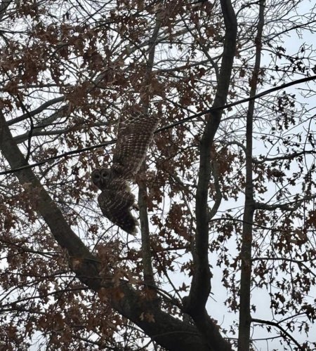 Family rushes to save gorgeous animal hanging by a kite string in backyard