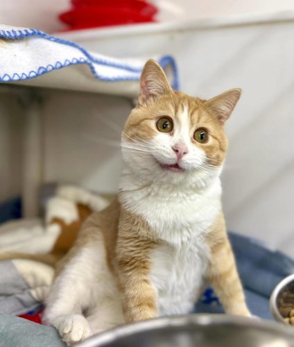Shelter takes in orange boy who looks like 'if AI tried to make a cat'