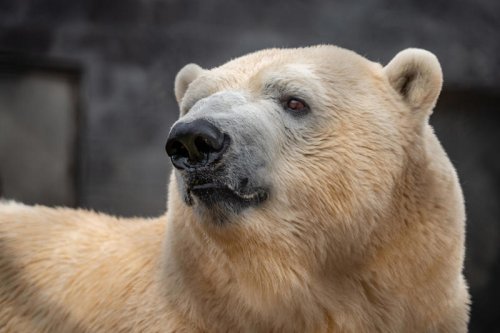 Detroit Zoo welcomes new polar bear in planned swap with Toledo Zoo