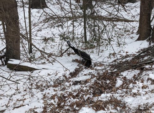 Family hiking in snowy woods follows tiny meows to a kitten covered in ice