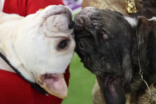 French bulldogs are top dog in Columbus and nationally, per AKC