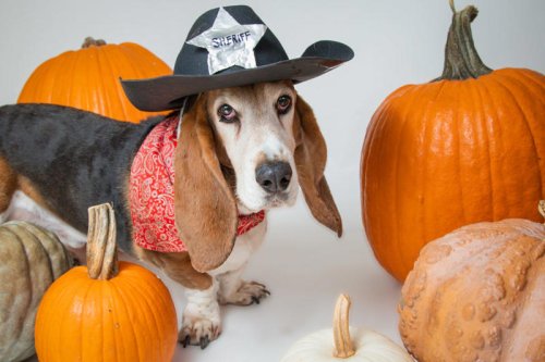 Top 8+ pet items professional organizers say are just clutter