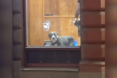 Hearts break over face of dog at the barber: "Thought I left him behind"