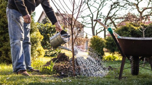 Top 12+ fast-growing fruit trees that are perfect for beginner gardeners