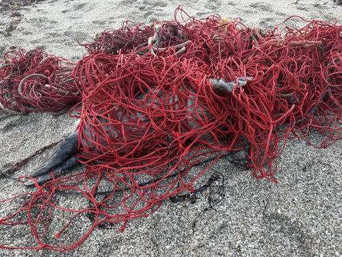 Beachgoers spot a pile of bright red netting &mdash; then realize it&rsquo;s moving