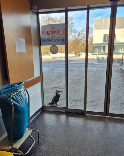 Wild bird appears at hospital door &mdash; and staff realize he's asking for help