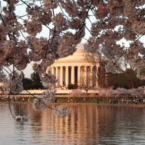 Top 6+ fascinating cherry tree facts you should know