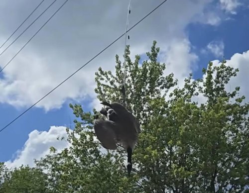 Huge animal dangled upside down for hours &mdash; then help arrived just in time
