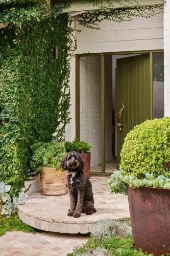 Purr-fect match: These 16 pets look exactly like their interiors