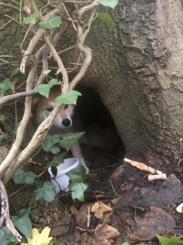 Brave shiba inu guards her babies under a tree for weeks until help arrives