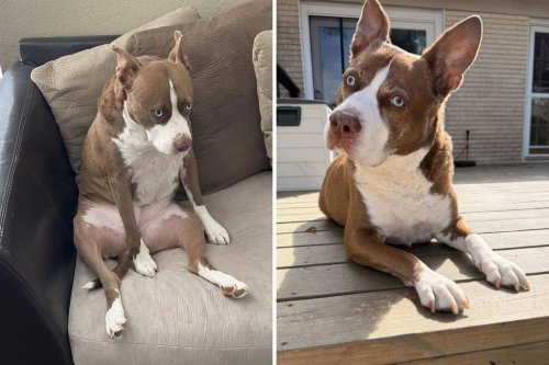Owner shares her pit bull and husky mix&mdash;people can't believe the dog's look