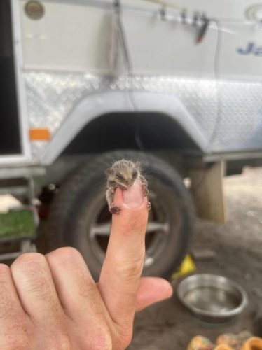 Campers find a mystery baby the size of a fingernail struggling in the dirt