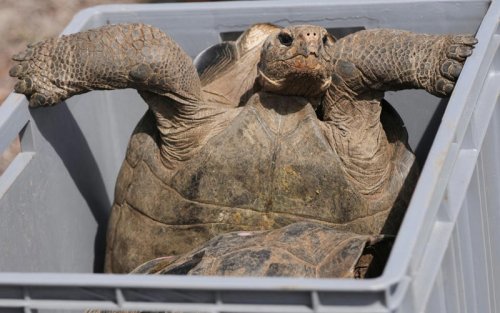 Tortoises return to Galapagos island after 150-year absence