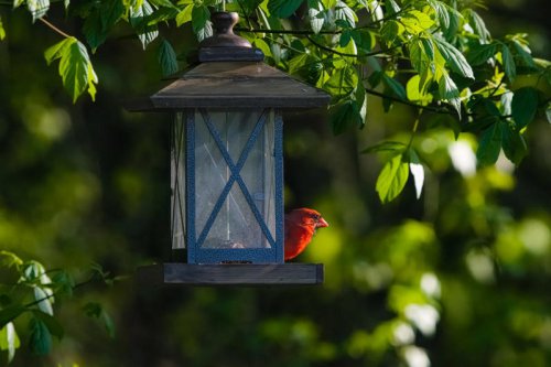 Top 6+ reasons birds aren&rsquo;t coming to your yard&mdash;and how to fix it