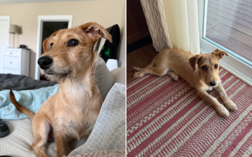 Woman thought rescue dog was a terrier&mdash;nothing prepares her for DNA results