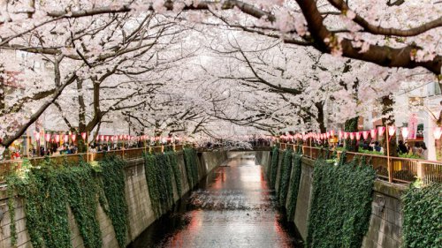 The best places to enjoy cherry blossom season in Japan (and where to stay)