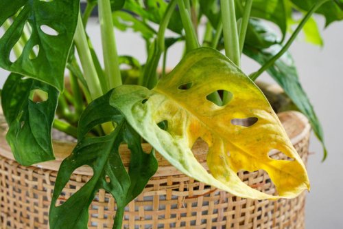 Stop watering your plants once a week, expert warns